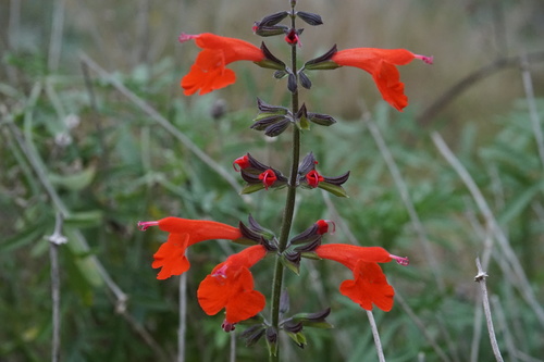 Salvia coccinea