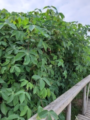 Manihot carthagenensis