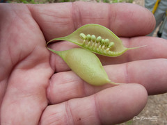 Astragalus crassicarpus
