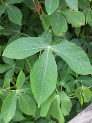 Manihot carthagenensis
