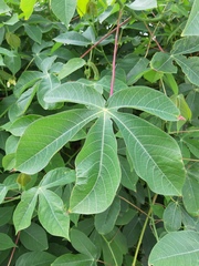 Manihot carthagenensis