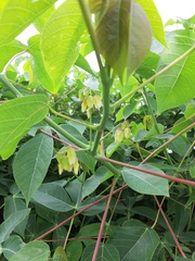 Manihot carthagenensis