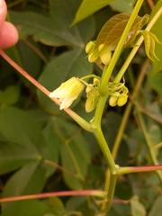 Manihot carthagenensis