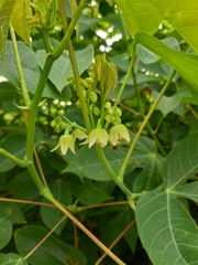 Manihot carthagenensis