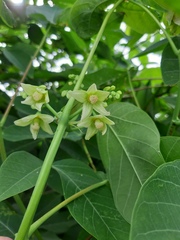 Manihot carthagenensis