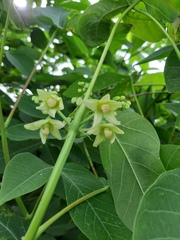 Manihot carthagenensis