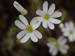 Draba praecox