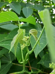Manihot carthagenensis