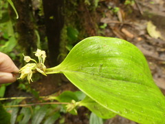 Pleurothallis ruscifolia