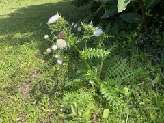 Cirsium brevicaule