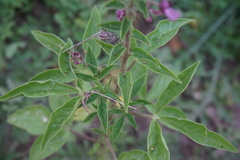 Polanisia dodecandra riograndensis