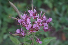 Polanisia dodecandra riograndensis