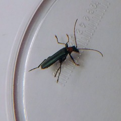 Oedemera croceicollis