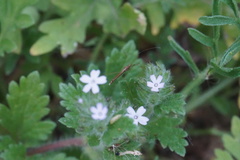 Glandularia quadrangulata