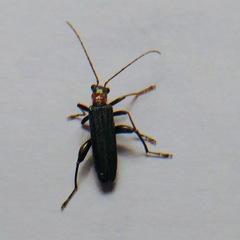Oedemera croceicollis