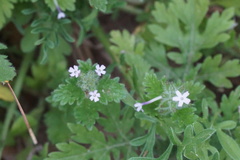 Glandularia quadrangulata