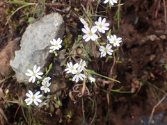 Draba praecox