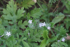Glandularia quadrangulata
