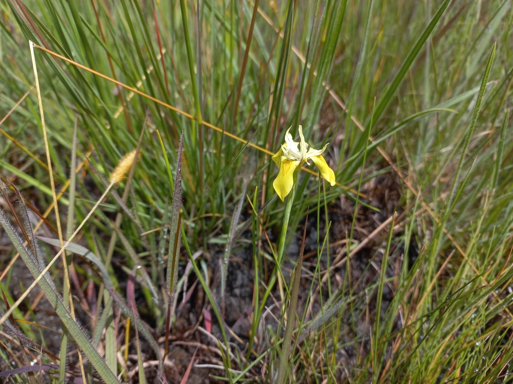 Moraea brevifolia