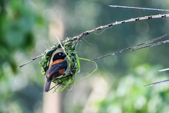 Ploceus castaneofuscus