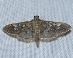 Microthyris anormalis