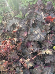 Heuchera