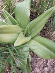 Himantoglossum hircinum
