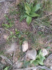 Himantoglossum hircinum