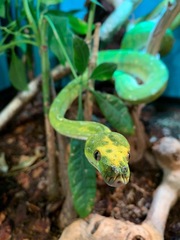Morelia viridis