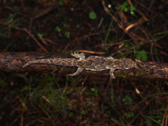 Mokopirirakau southern north island