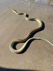Simalia amethistina