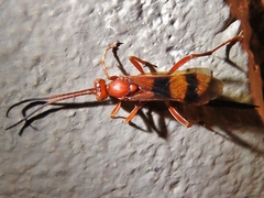 Compsocryptus texensis