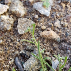 Pectocarya heterocarpa