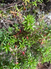 Erica petiolaris