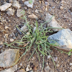 Pectocarya heterocarpa