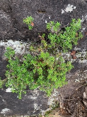 Erica petiolaris
