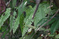 Adiantum polyphyllum