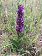 Dactylorhiza purpurella