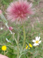 Noticastrum diffusum