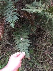 Polystichum neozelandicum neozelandicum