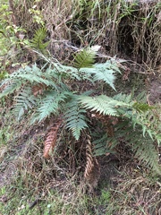 Polystichum neozelandicum neozelandicum