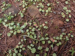 Ranunculus bullatus