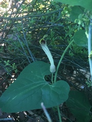 Aristolochia paucinervis