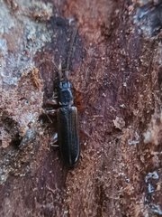 Dendrophagus crenatus