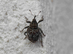 Mogulones geographicus