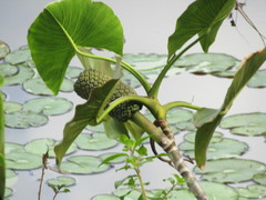 Montrichardia linifera