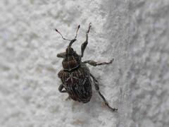 Mogulones geographicus