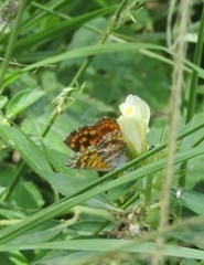 Aricoris campestris
