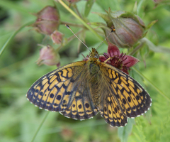 Boloria angarensis