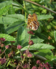 Boloria angarensis